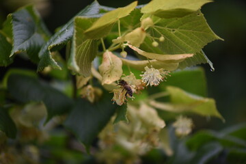 Tilia leaves and bee