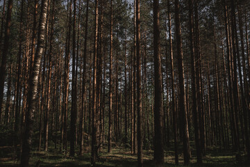 trees in the forest