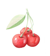 Hand drawn watercolor sweet cherry on white background