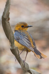 Fototapeta premium Colorful red-capped robin-chat closeup (Cossypha natalensis) perched in a tree in Kruger, South Africa with bokeh