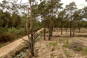Wanderweg im Naturschutzgebiet Großes und Weißes Moor, Landkreis Rotenburg, Niedersachsen, Deutschland