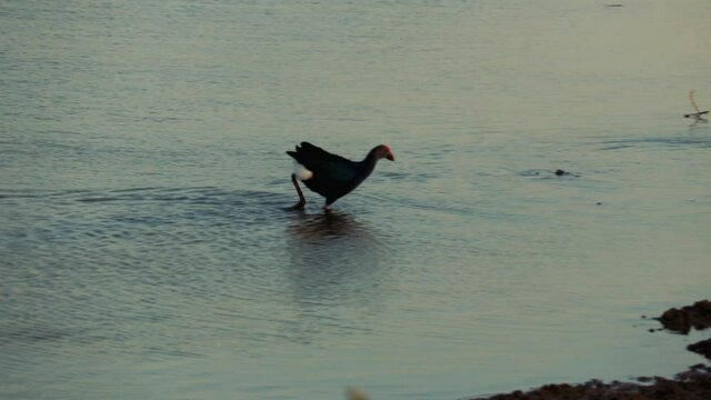 Australasian Purple Swamphen in lake,Purple Swamp Hen in Australasia,A Purple Swamphen (Porphyrio porphyrio) at Herdsman Lake, 