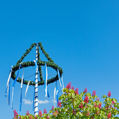 Maibaum und Kastanienblüten vor blauem Himmel