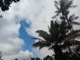 palm trees against blue sky