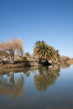 large palm tree reflected in the river, Tomar, Central Portugal 