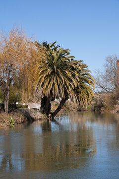 large palm tree reflected in the river, Tomar, Central Portugal 