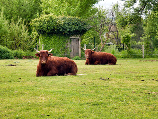 A pair of Salers cows lying down in the field