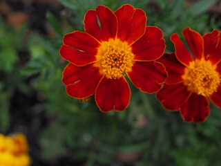 brown-red marigold flower core