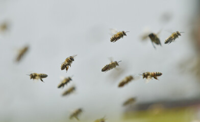 The swarm of the bee flying to the hive after collecting pollen from oilseed rape