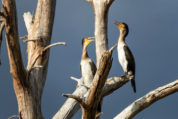 Adult cormorants on a dead tree at Lake Naivasha, Kenya