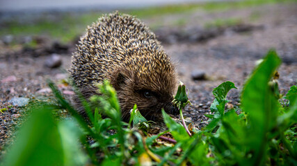 Shy hedgehog walks in the Park.
