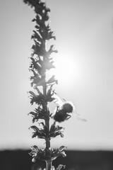Obraz na płótnie Canvas A monochrome back lit image of a tall saliva plant with a bumble bee with his wings spread at the side looking cute. There is some motion blur