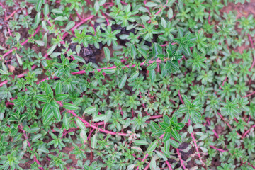 green leaves background