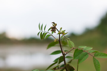 bee on a branch
