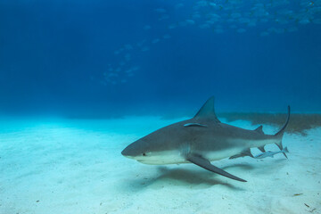 Fototapeta premium Bull shark in its natural habitat