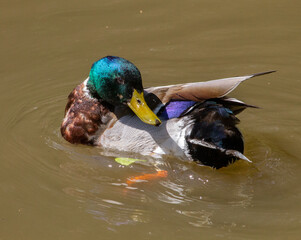 Mallard cleaning itself IV