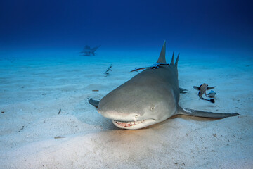 Fototapeta premium Bull shark in its natural habitat