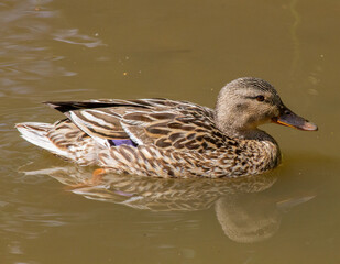 Female mallard duck swimming II