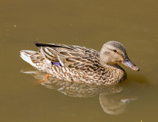 Female mallard duck swimming III