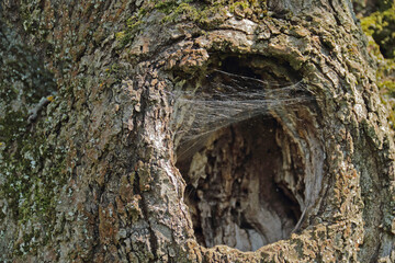 Baumhöhle