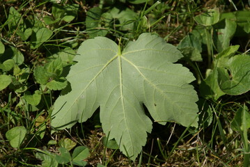 Ahornblatt Rückseite mit Poren 2020032