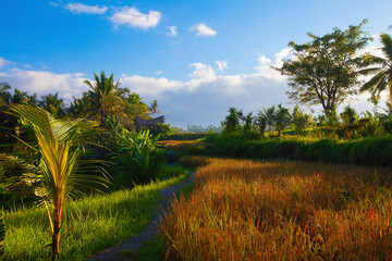 Fototapeta na wymiar Ubud rice fields