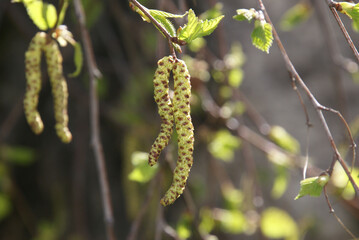 Birkenkätzchen Birkenpollen 2020040 