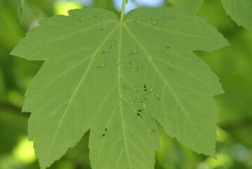 Blattäuse auf Ahornblatt 2020037