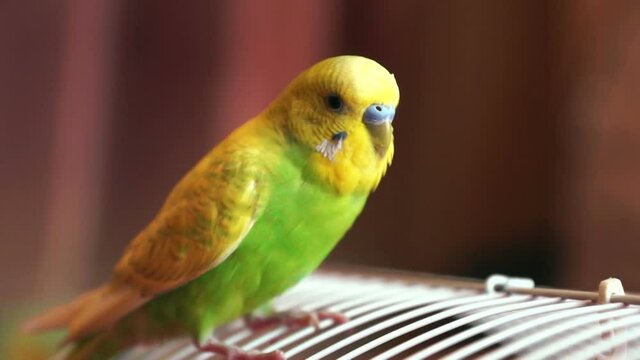 A funny green budgerigar is sitting at the top of the cage. Favorite Pets Birds
