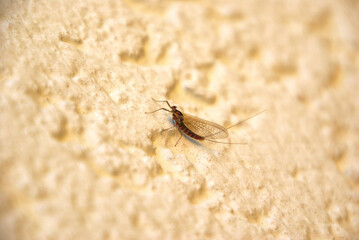 Eintagsfliege 2020035 Ephemeroptera