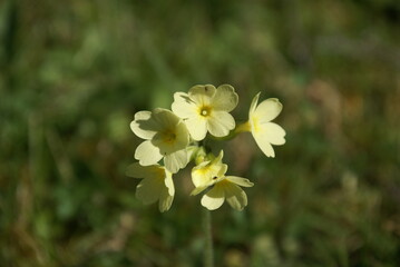 Himmelschlüssel echte Schlüsselblume 2020050 Primula veris