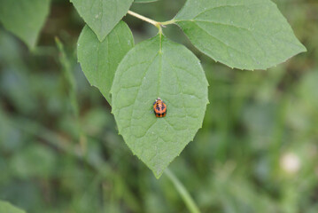 Marienkäferpuppe 2020048 Coccinellidae