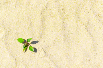 .Bright juicy green leaves of a yellow desert sand plant. Green sprout on the sandy shore under the scorching sun. Lonely green sprout on the sand.