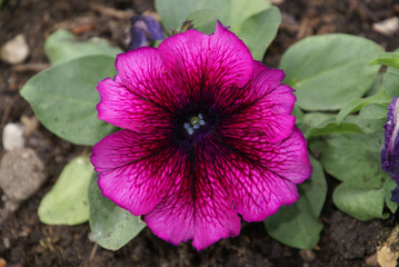 Petunia Petunie pink 2020020