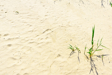 .Thin sheets of green grass break through the yellow sand. Background of yellow sand with sprouted sheets of grass.