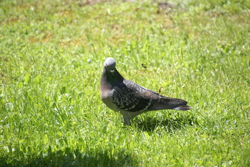 Stadttaube gesenkter Kopf 2020032 Columba livia domestica