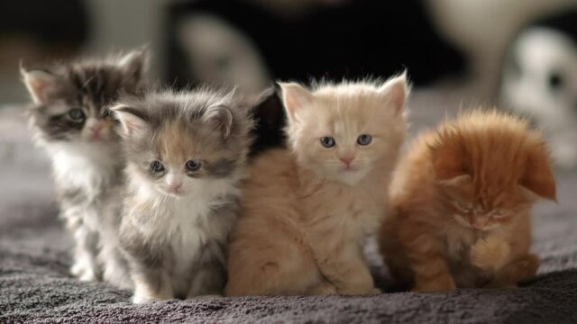 Cute little Maine Coon Kitten at home