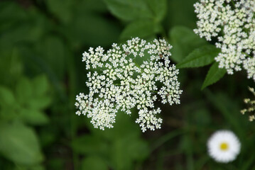 Wei&szlig;e kleine Bl&uuml;ten 2020056