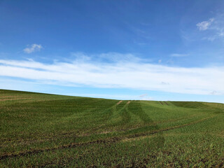 Fototapeta na wymiar Beautiful green field and blue sky in Denmark