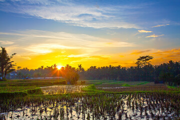 Ubud rice fields