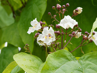 Close up of clusters of pure white flowers with yellow gold spots and bright green leaves in form...