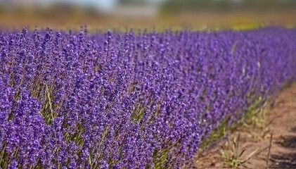 Obraz premium Lavender landscape big purple row of lavender herbs growing with selective focus.