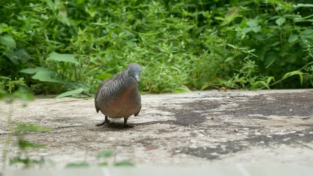 zebra dove eating food on ground floor