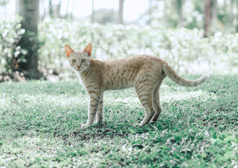 Obraz premium Closeup beautiful tabby cat standing in the blooming meadow, Domostic cat in the garden