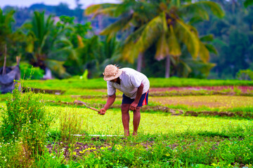  The process of planting rice by hand. Rice fields in Bali