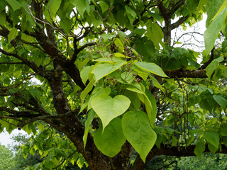 (Catalpa bignonioides) Close up of long branches covered of bright green leaves shaped great heart of southern catalpa
