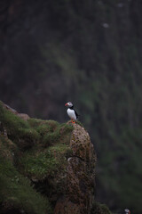 Puffins - nordic birds found in Faroe Islands, Iceland, and Scotland