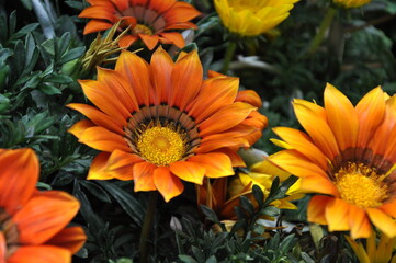 Orange sunflower in the flower field
