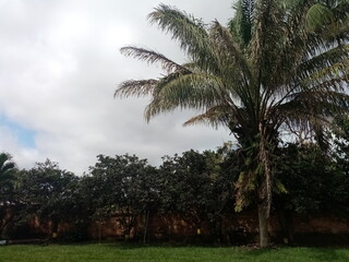 palm trees on the beach