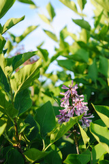 Flower within the leaves
